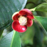 Garcinia mangostana L.